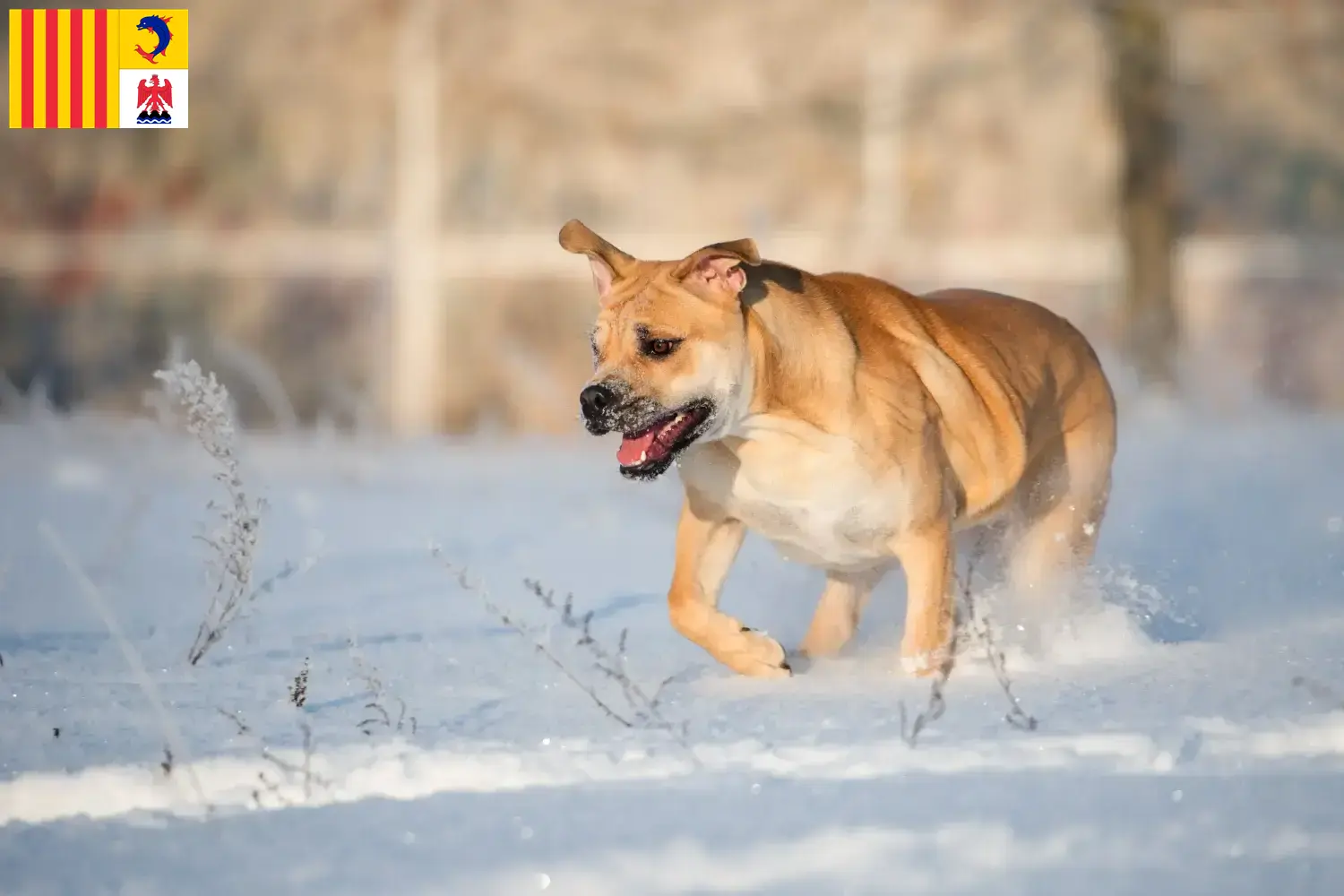 Read more about the article Ca de Bou breeders and puppies in Provence-Alpes-Côte d’Azur