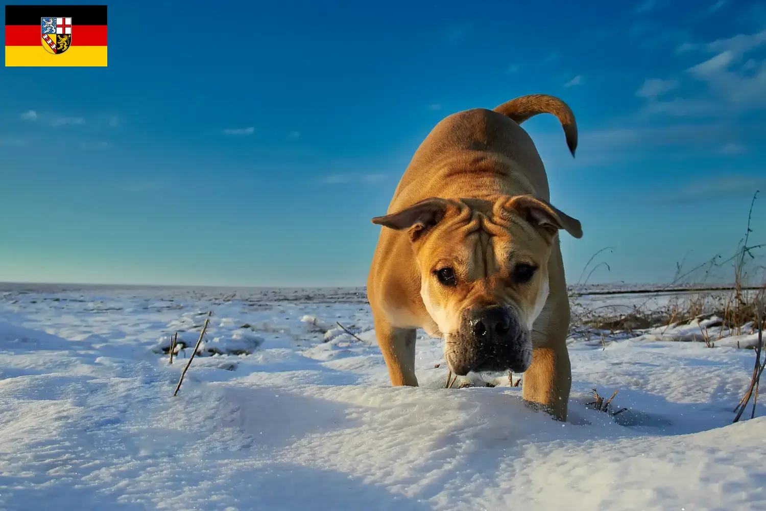 Read more about the article Ca de Bou breeders and puppies in Saarland