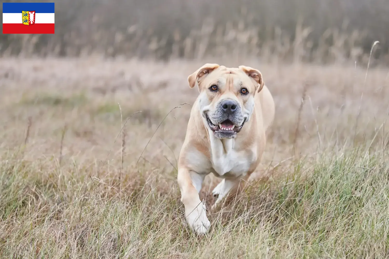 Read more about the article Ca de Bou breeders and puppies in Schleswig-Holstein