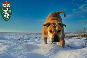 Read more about the article Ca de Bou breeders and puppies in Styria