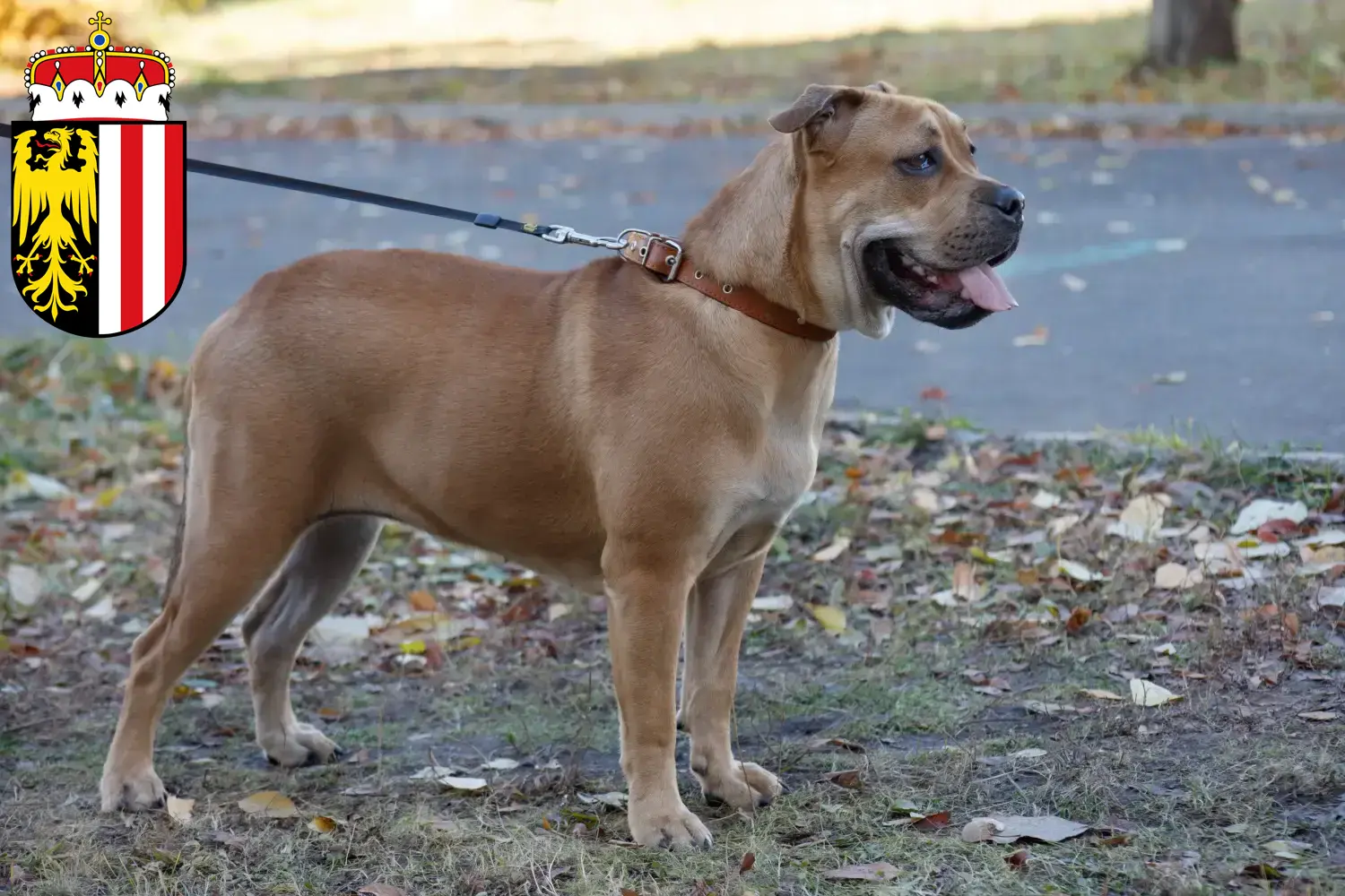 Read more about the article Ca de Bou breeders and puppies in Upper Austria