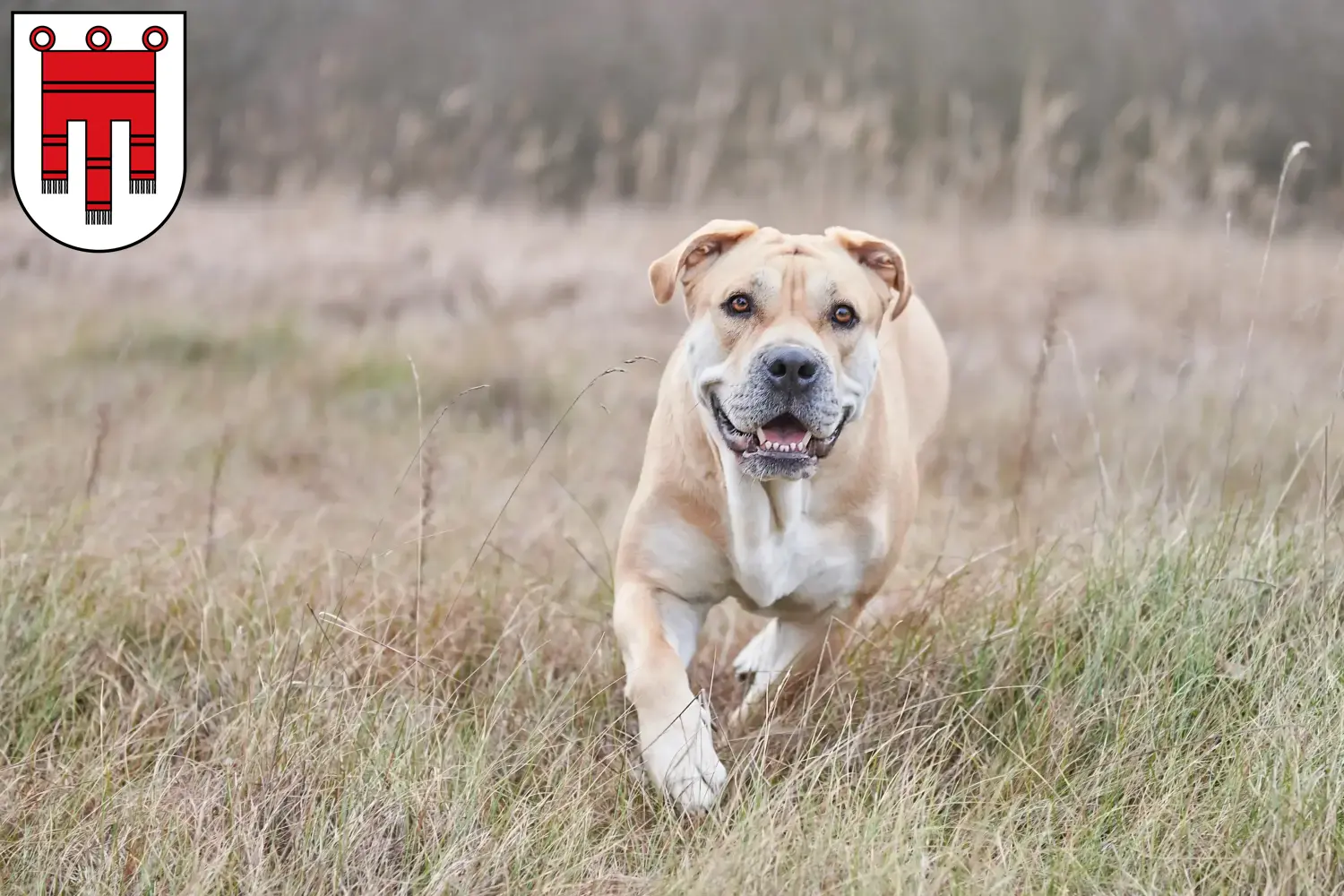 Read more about the article Ca de Bou breeders and puppies in Vorarlberg