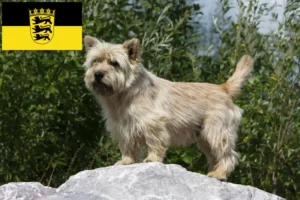 Read more about the article Cairn Terrier breeders and puppies in Baden-Württemberg