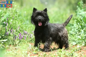 Read more about the article Cairn Terrier breeders and puppies in Bourgogne-Franche-Comté