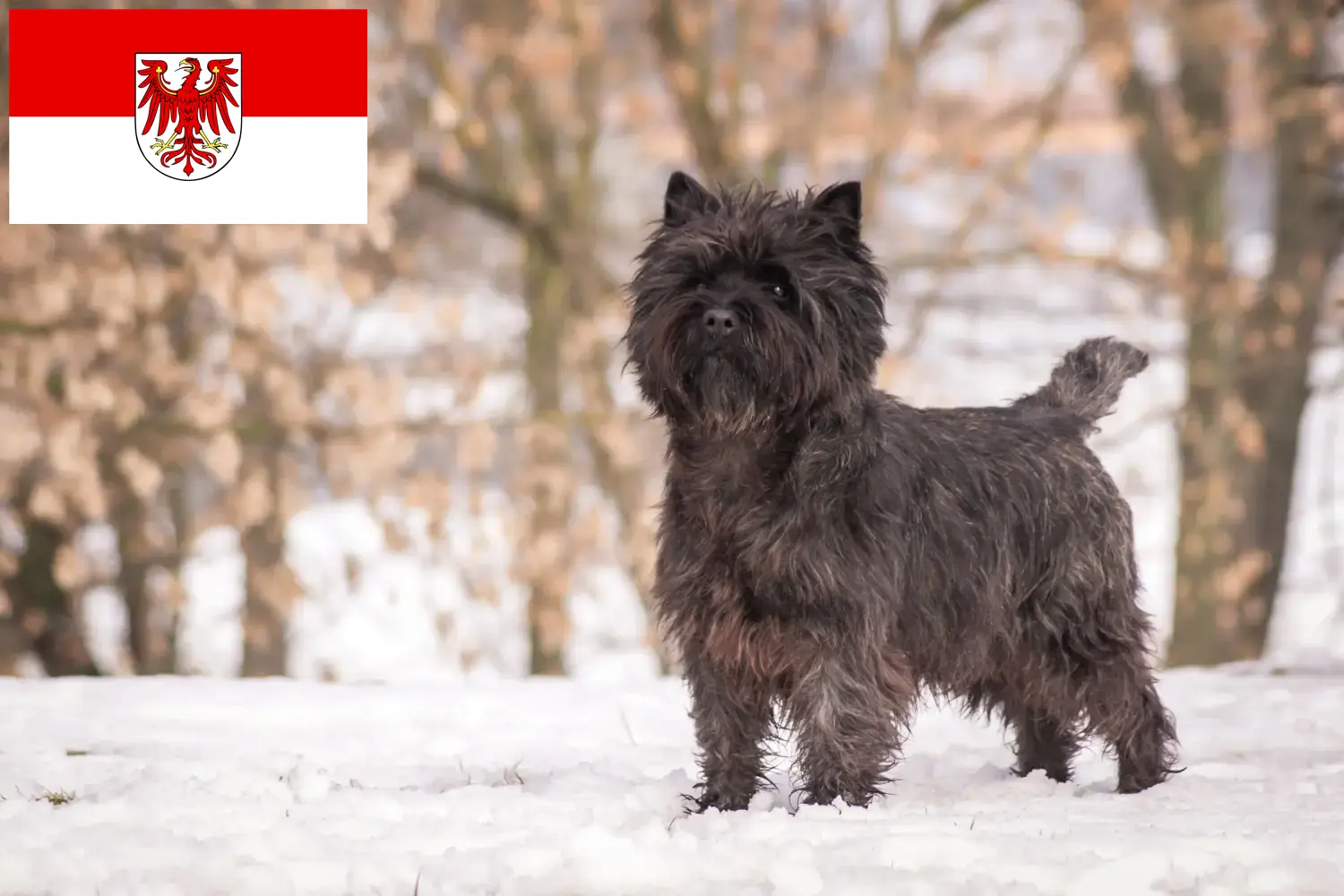 Read more about the article Cairn Terrier breeders and puppies in Brandenburg