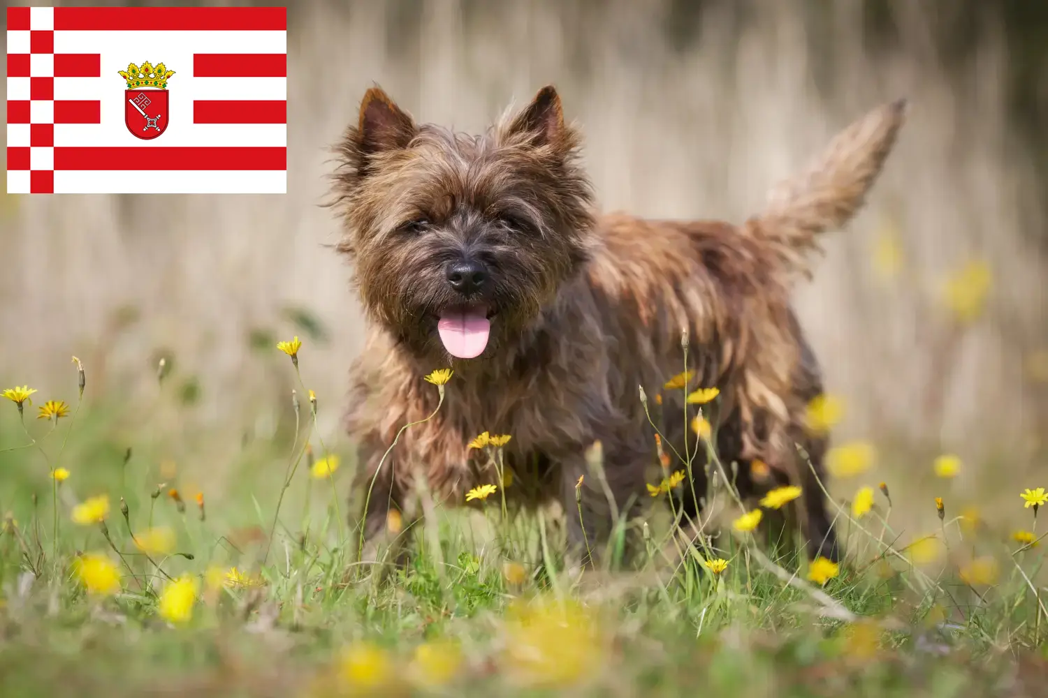 Read more about the article Cairn Terrier breeders and puppies in Bremen