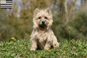 Read more about the article Cairn Terrier breeders and puppies in Brittany