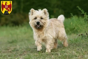 Read more about the article Cairn Terrier breeders and puppies in Burgenland