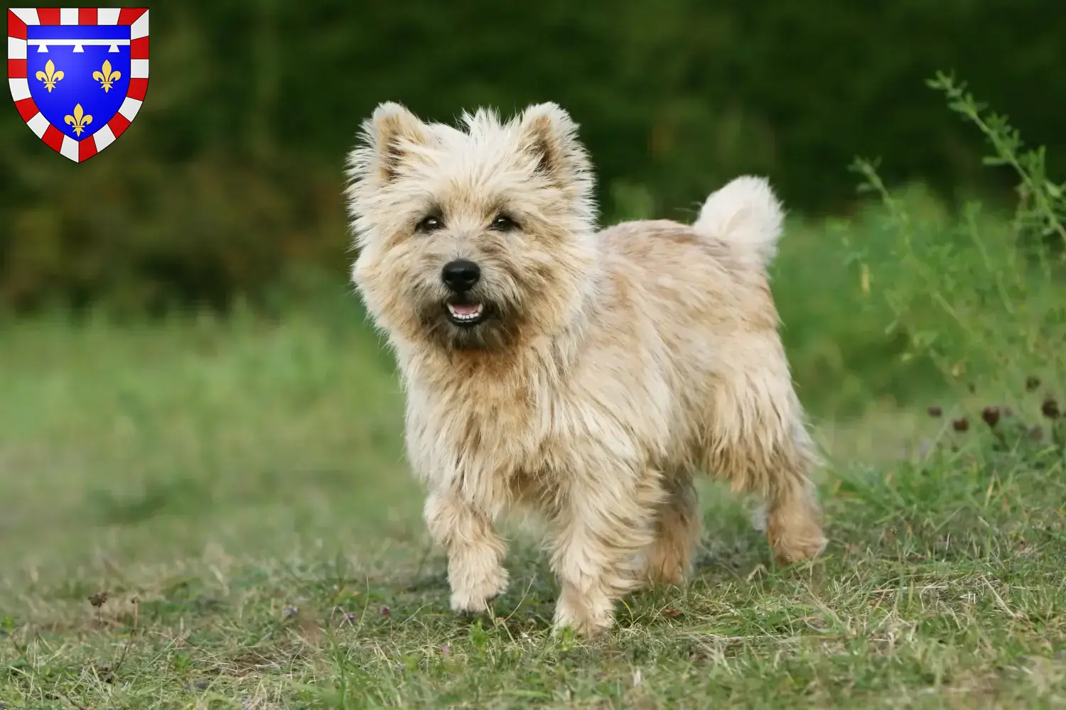 Read more about the article Cairn Terrier breeders and puppies in Centre-Val de Loire