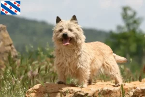 Read more about the article Cairn Terrier breeders and puppies in Friesland