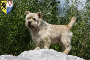 Read more about the article Cairn Terrier breeders and puppies in Hauts-de-France