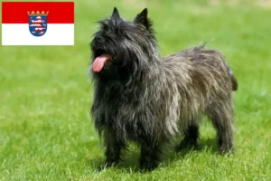 Read more about the article Cairn Terrier breeders and puppies in Hessen