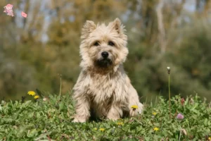 Read more about the article Cairn Terrier breeders and puppies in Hovedstaden
