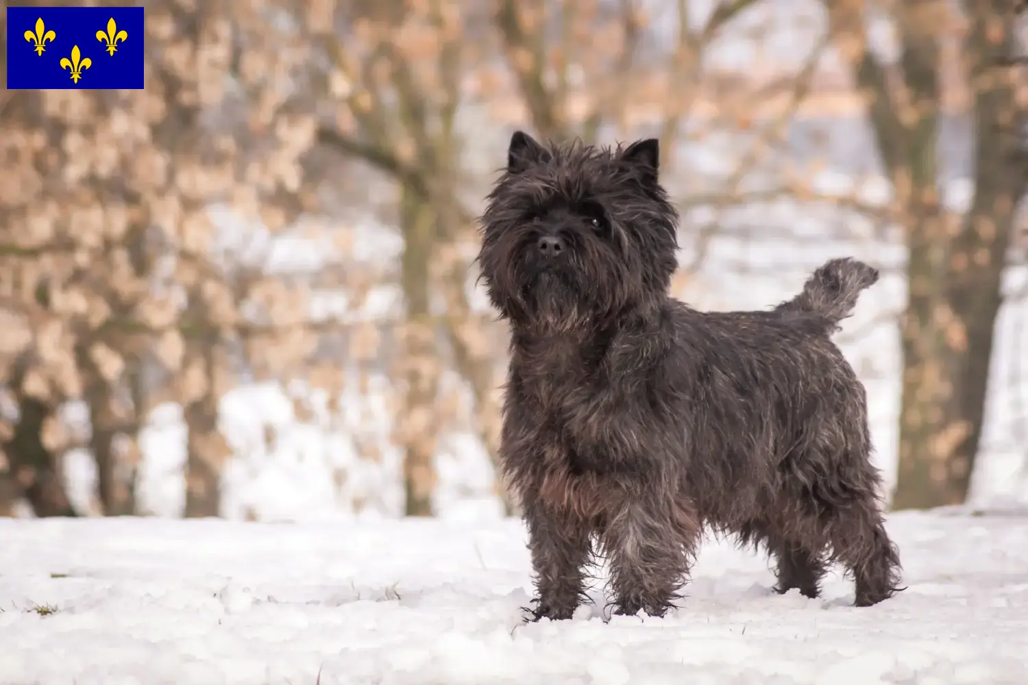 Read more about the article Cairn Terrier breeders and puppies in Île-de-France