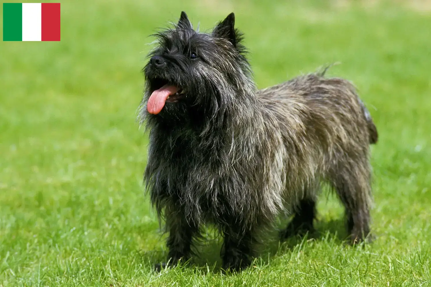 Read more about the article Cairn Terrier breeders and puppies in Italy