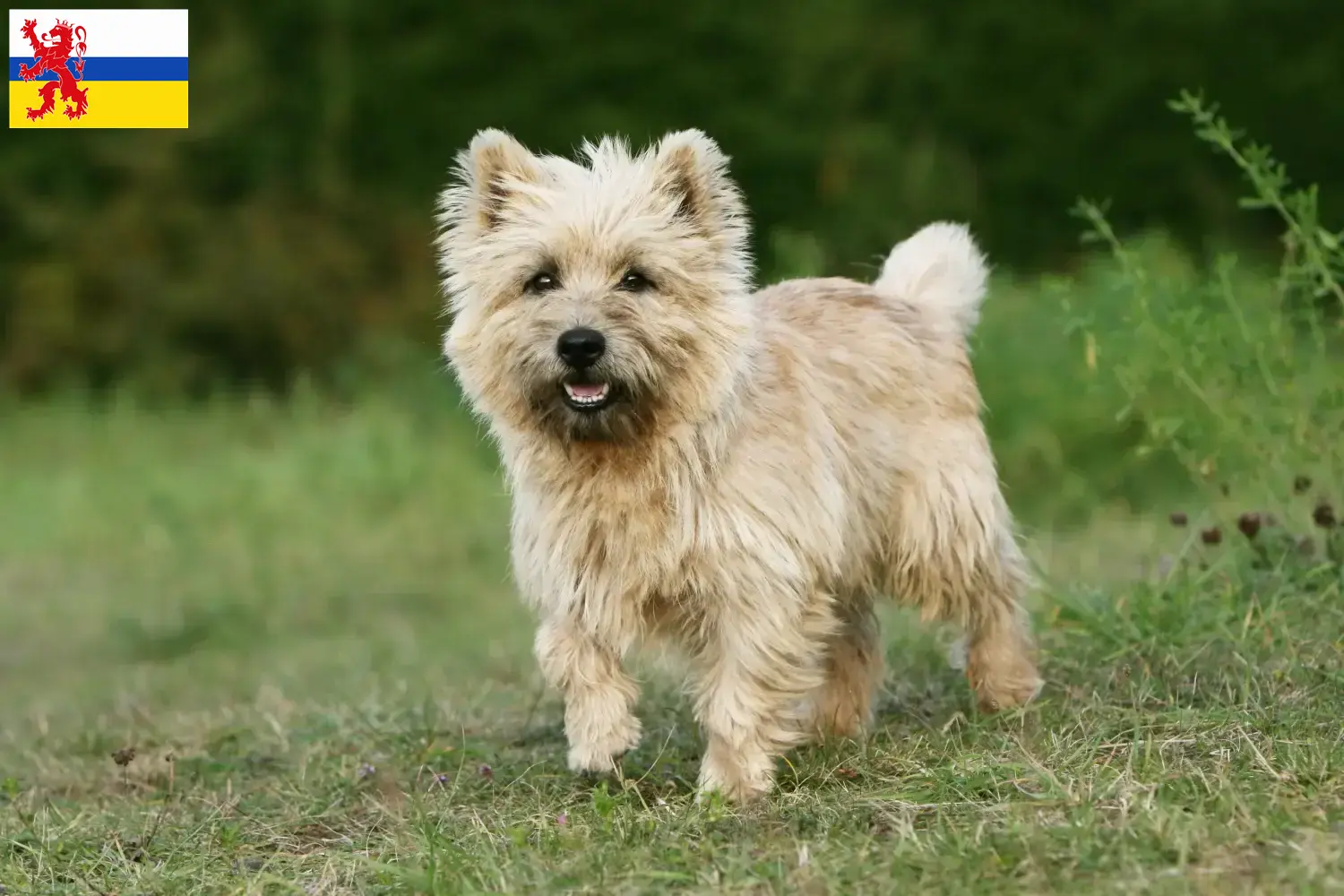 Read more about the article Cairn Terrier breeders and puppies in Limburg