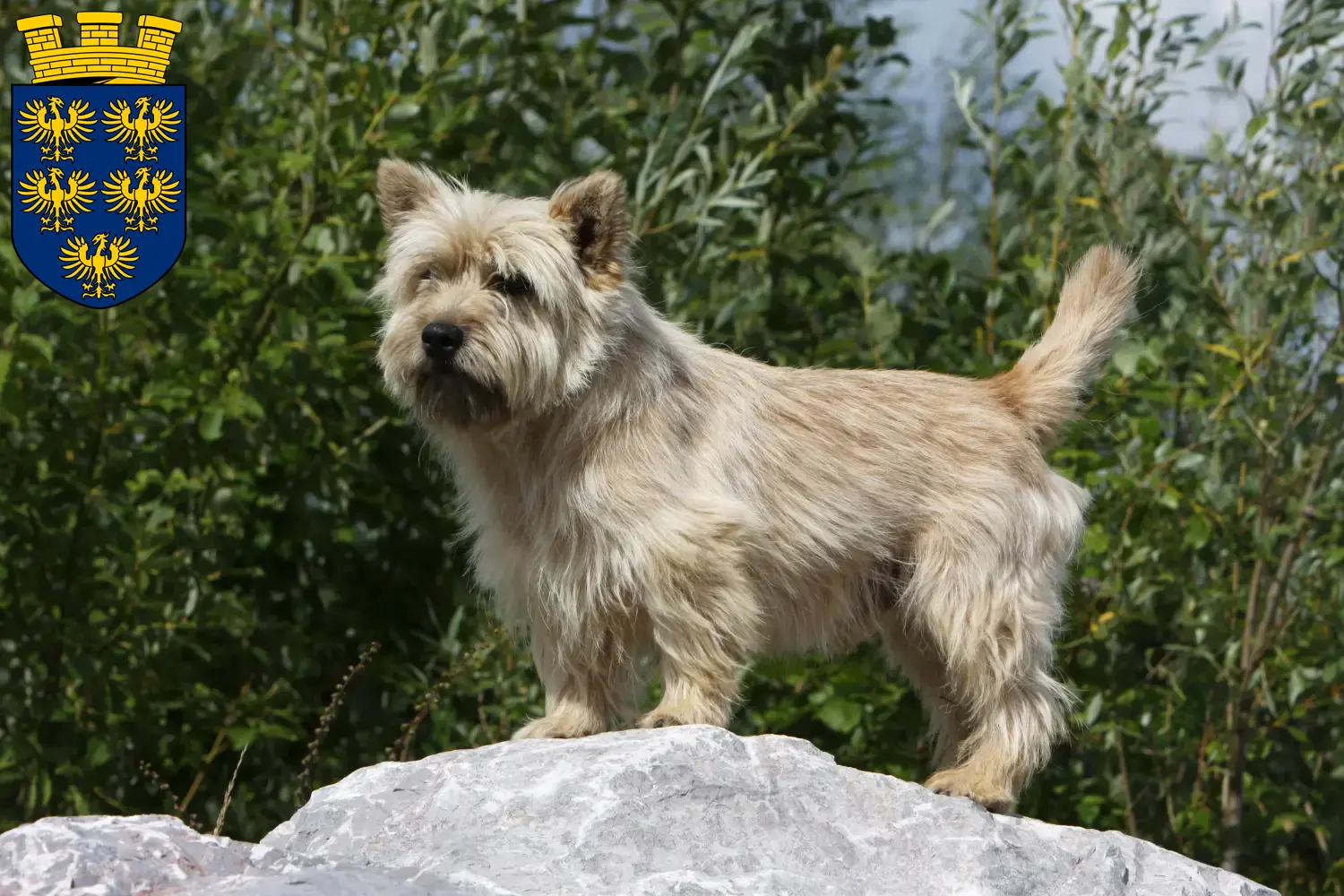 Read more about the article Cairn Terrier breeders and puppies in Lower Austria