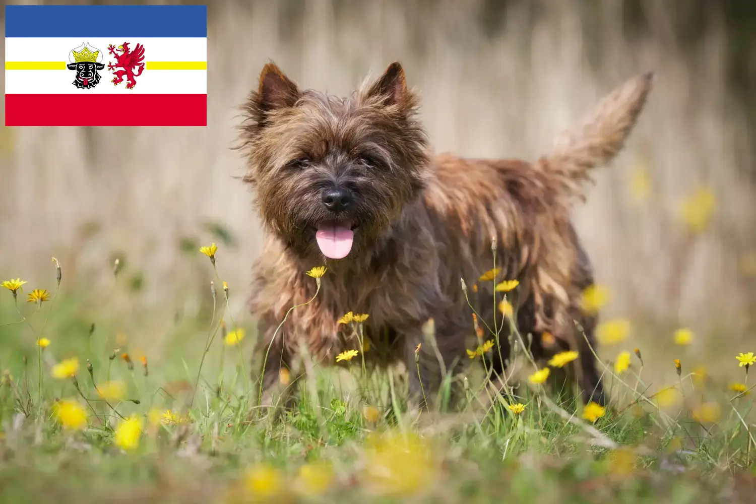 Read more about the article Cairn Terrier breeders and puppies in Mecklenburg-Vorpommern