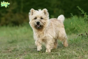 Read more about the article Cairn Terrier breeders and puppies in Midtjylland