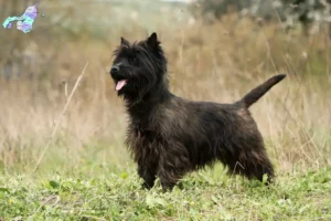 Read more about the article Cairn Terrier breeders and puppies in Nordjylland