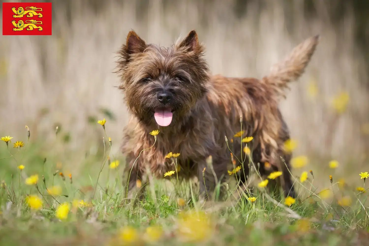 Read more about the article Cairn Terrier breeders and puppies in Normandy