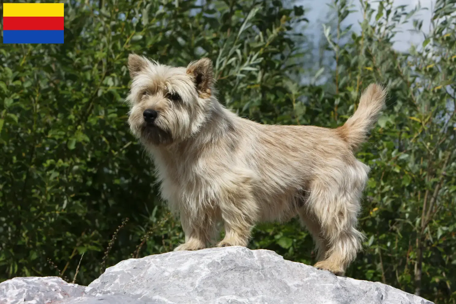 Read more about the article Cairn Terrier breeders and puppies in North Holland