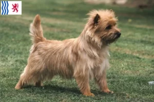 Read more about the article Cairn Terrier breeders and puppies in Nouvelle-Aquitaine