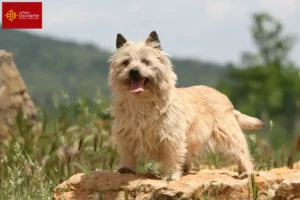 Read more about the article Cairn Terrier breeders and puppies in Occitania