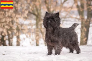 Read more about the article Cairn Terrier breeders and puppies in Overijssel