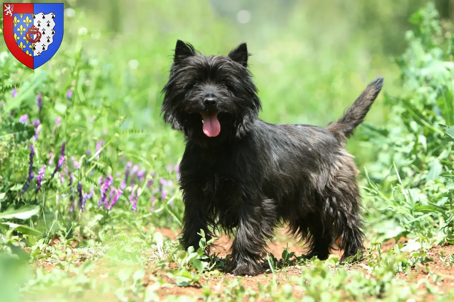 Read more about the article Cairn Terrier breeders and puppies in Pays de la Loire