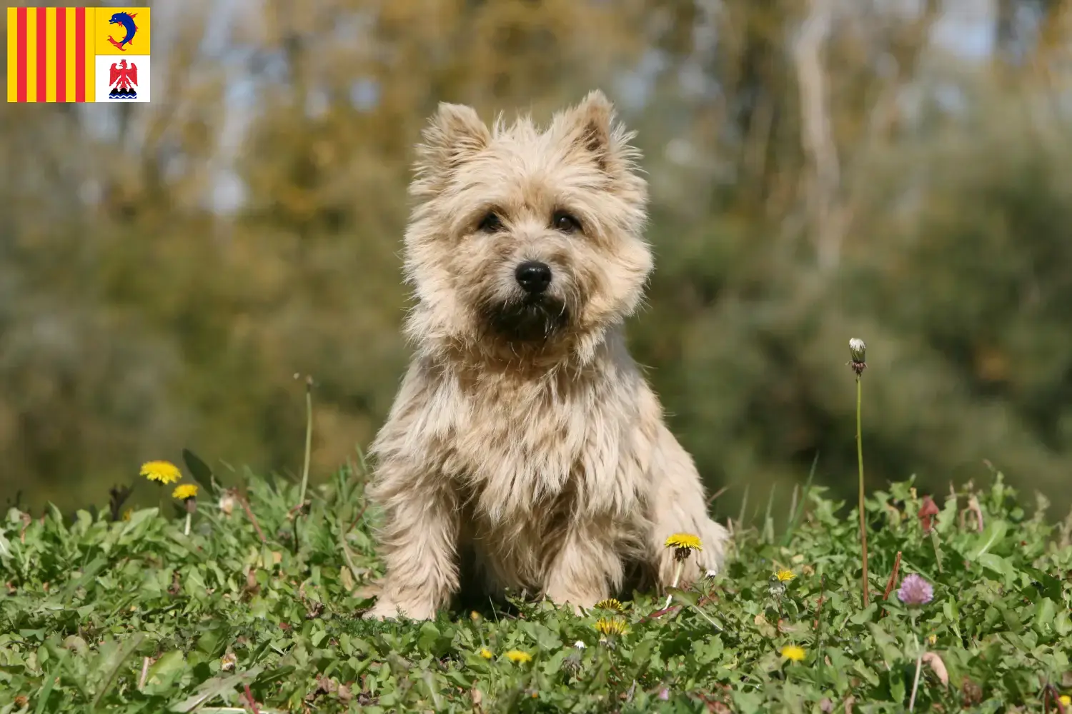 Read more about the article Cairn Terrier breeders and puppies in Provence-Alpes-Côte d’Azur