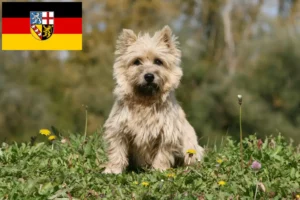 Read more about the article Cairn Terrier breeders and puppies in Saarland