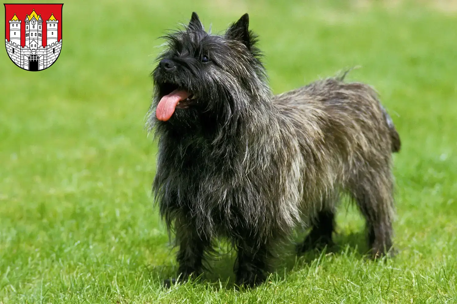 Read more about the article Cairn Terrier breeders and puppies in Salzburg