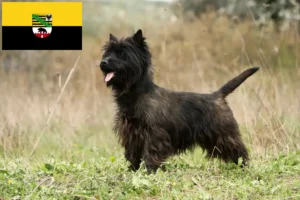 Read more about the article Cairn Terrier breeders and puppies in Saxony-Anhalt