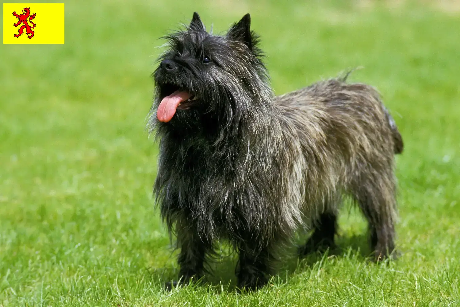 Read more about the article Cairn Terrier breeders and puppies in South Holland