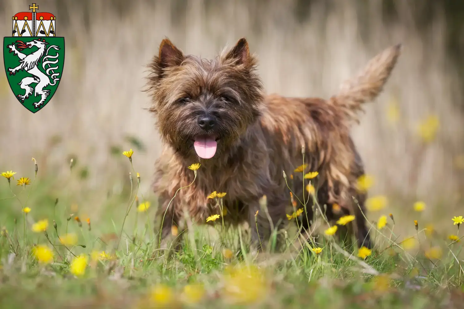 Read more about the article Cairn Terrier breeders and puppies in Styria