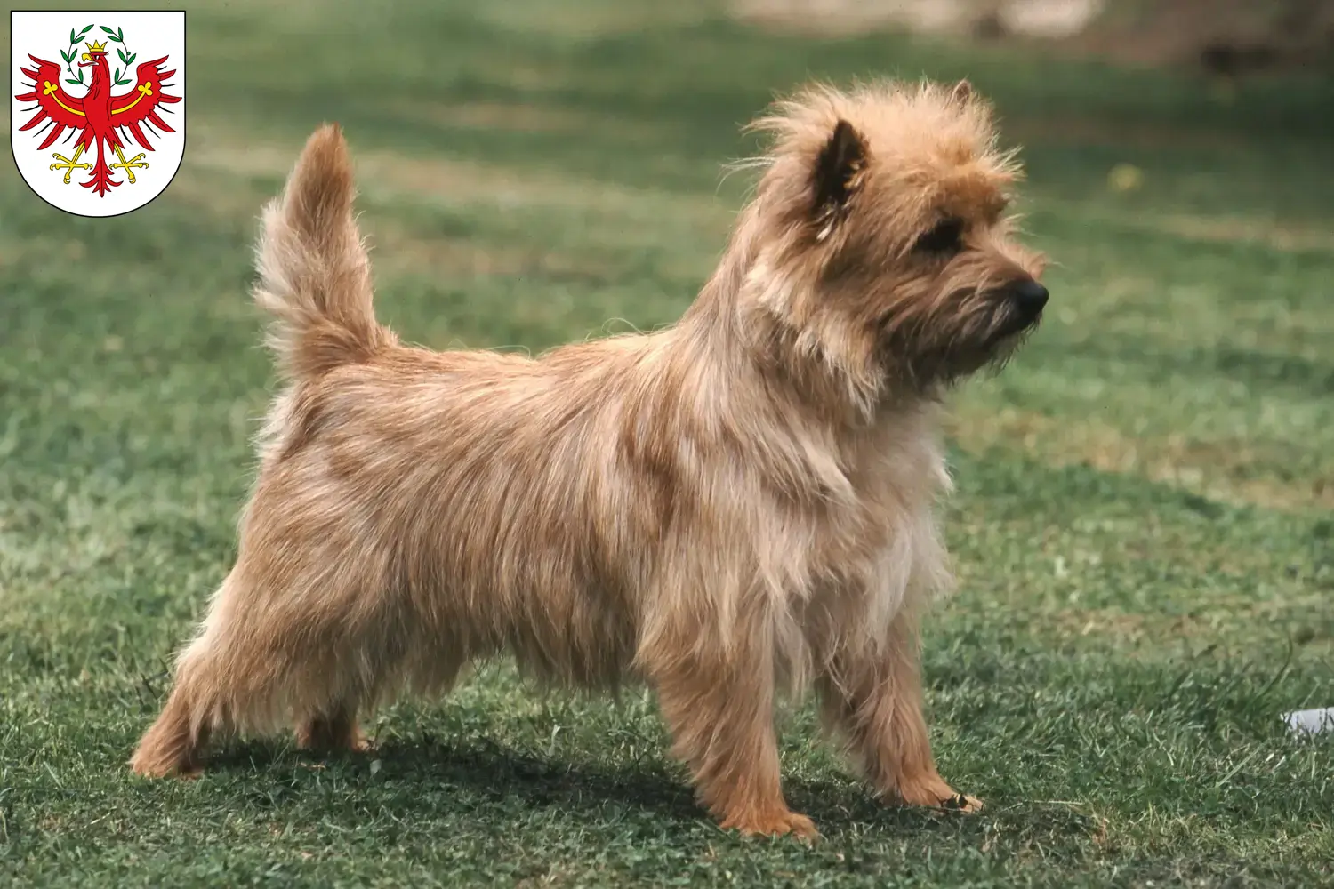 Read more about the article Cairn Terrier breeders and puppies in Tyrol