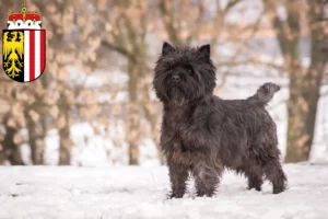 Read more about the article Cairn Terrier breeders and puppies in Upper Austria