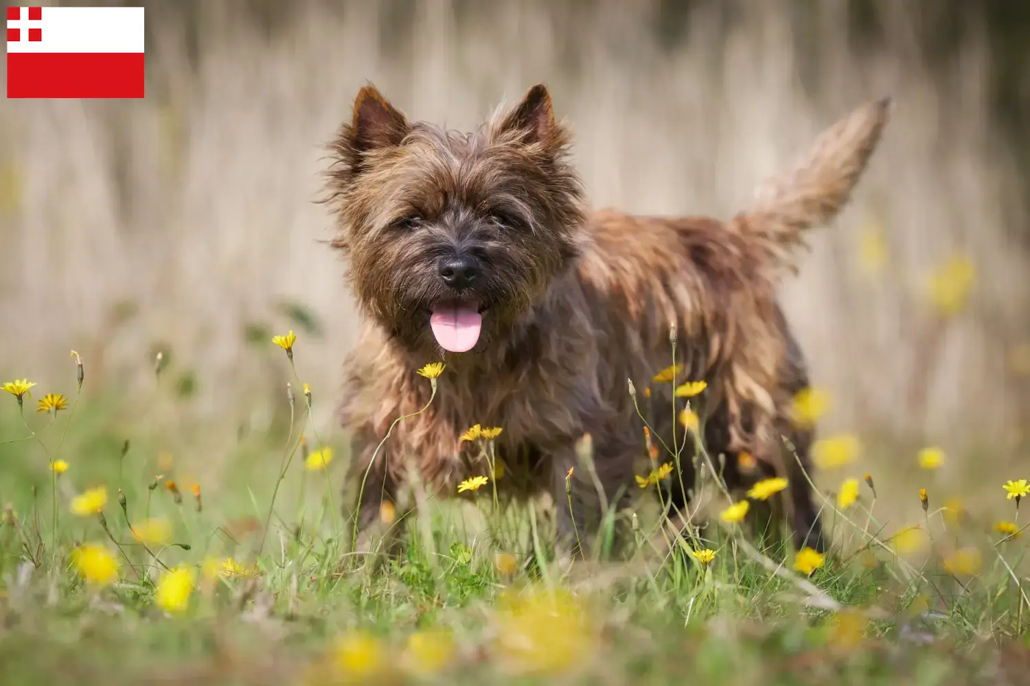 Read more about the article Cairn Terrier breeders and puppies in Utrecht