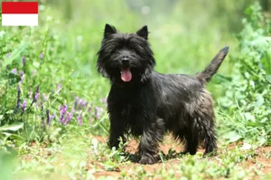 Read more about the article Cairn Terrier breeders and puppies in Vienna