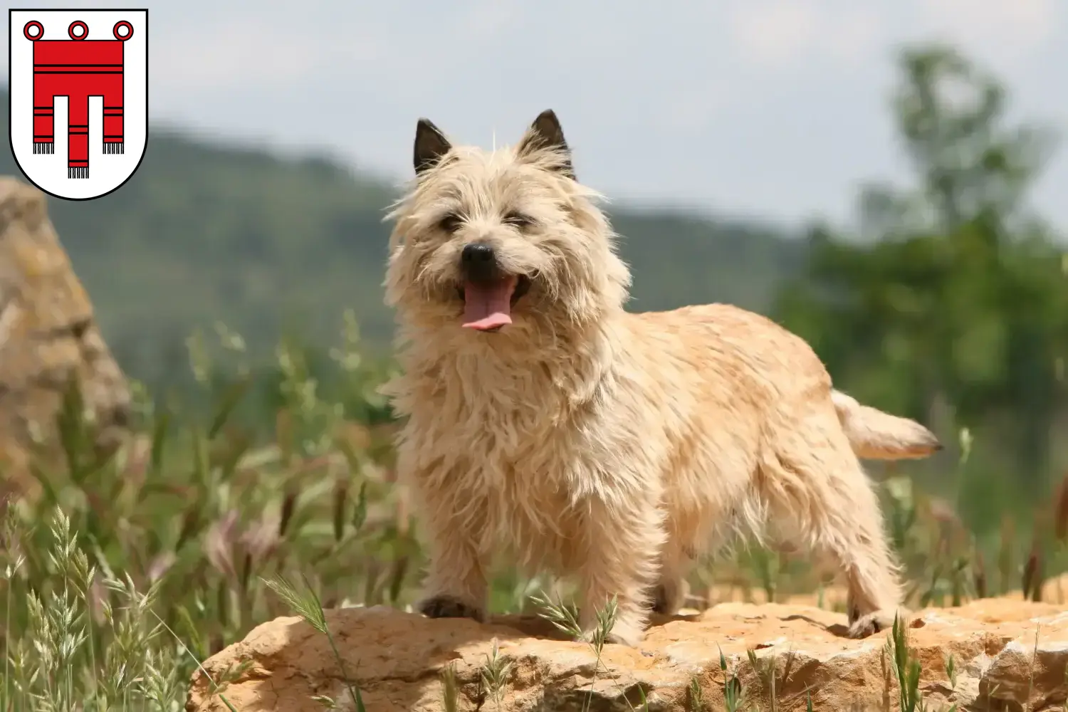 Read more about the article Cairn Terrier breeders and puppies in Vorarlberg