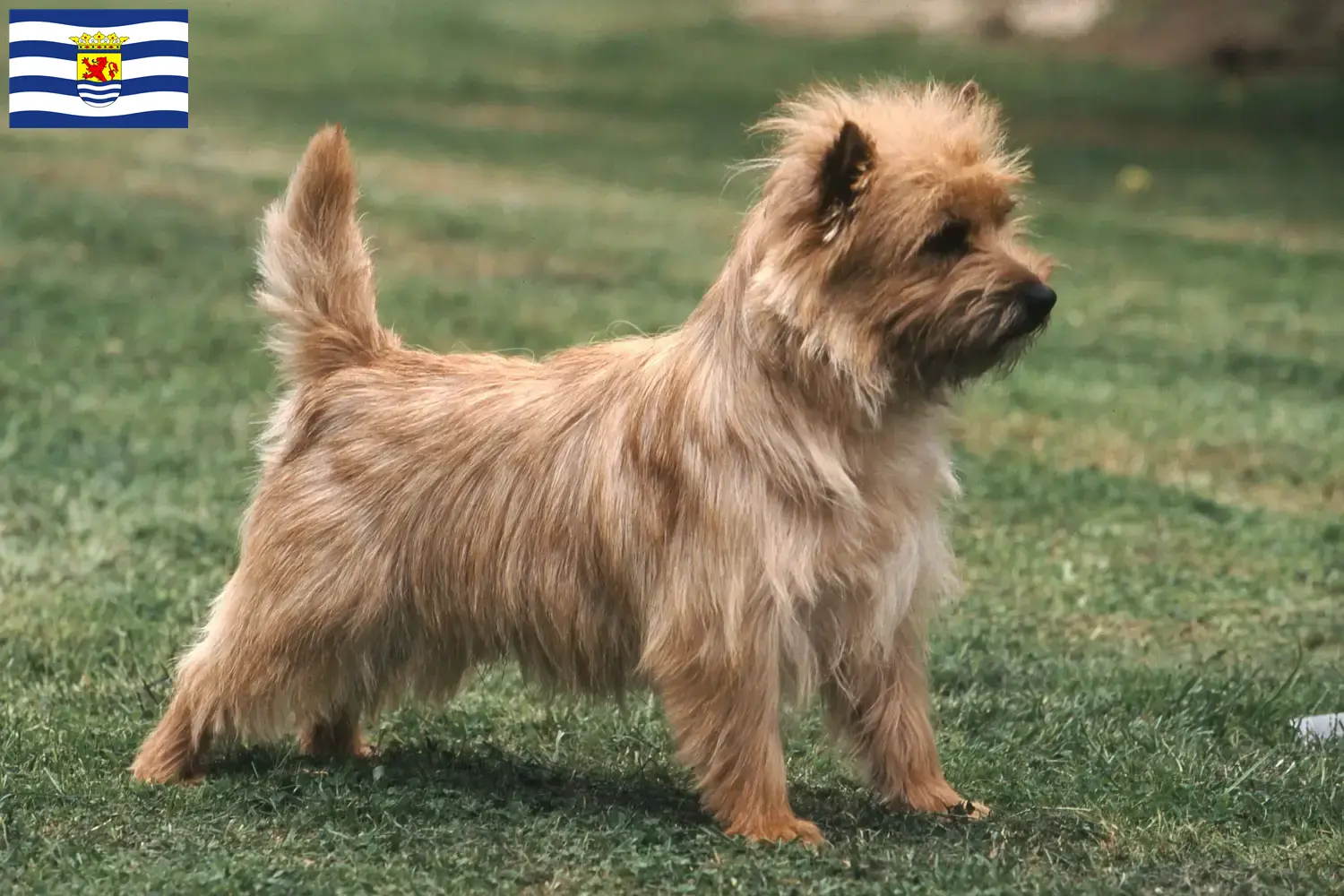 Read more about the article Cairn Terrier breeders and puppies in Zeeland