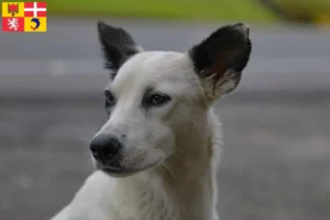 Read more about the article Canaan dog breeders and puppies in Auvergne-Rhône-Alpes