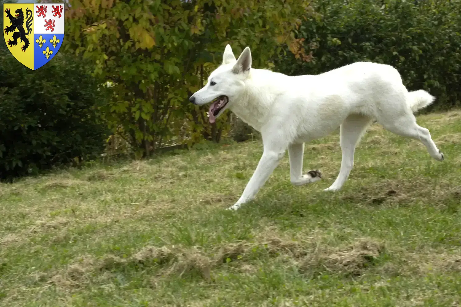 Read more about the article Canaan dog breeders and puppies in Hauts-de-France