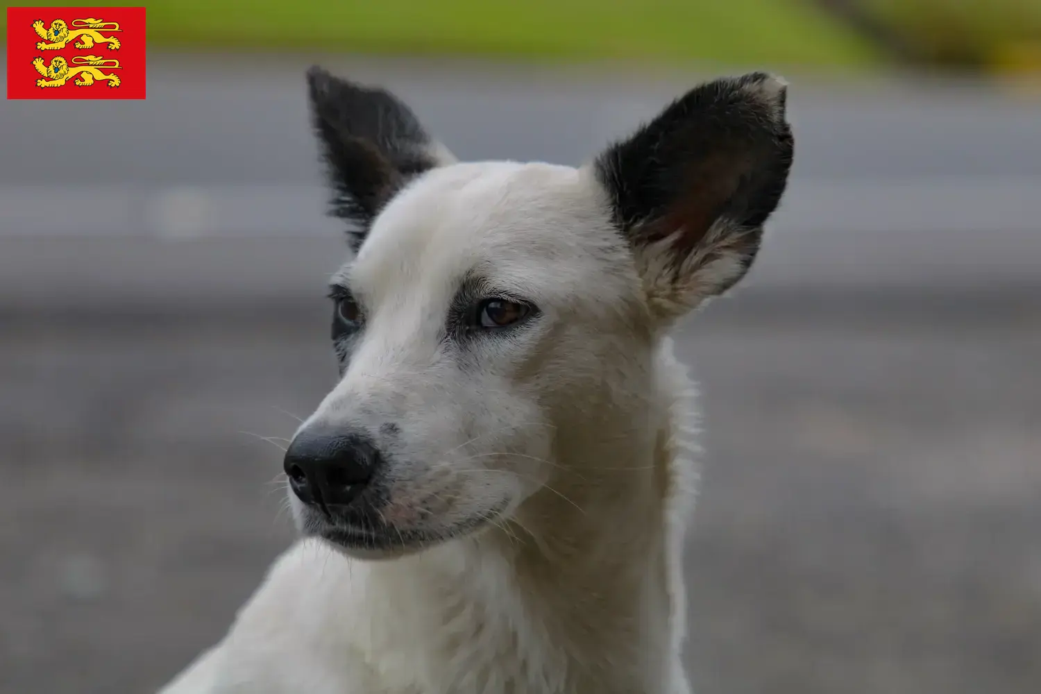 Read more about the article Canaan dog breeders and puppies in Normandy