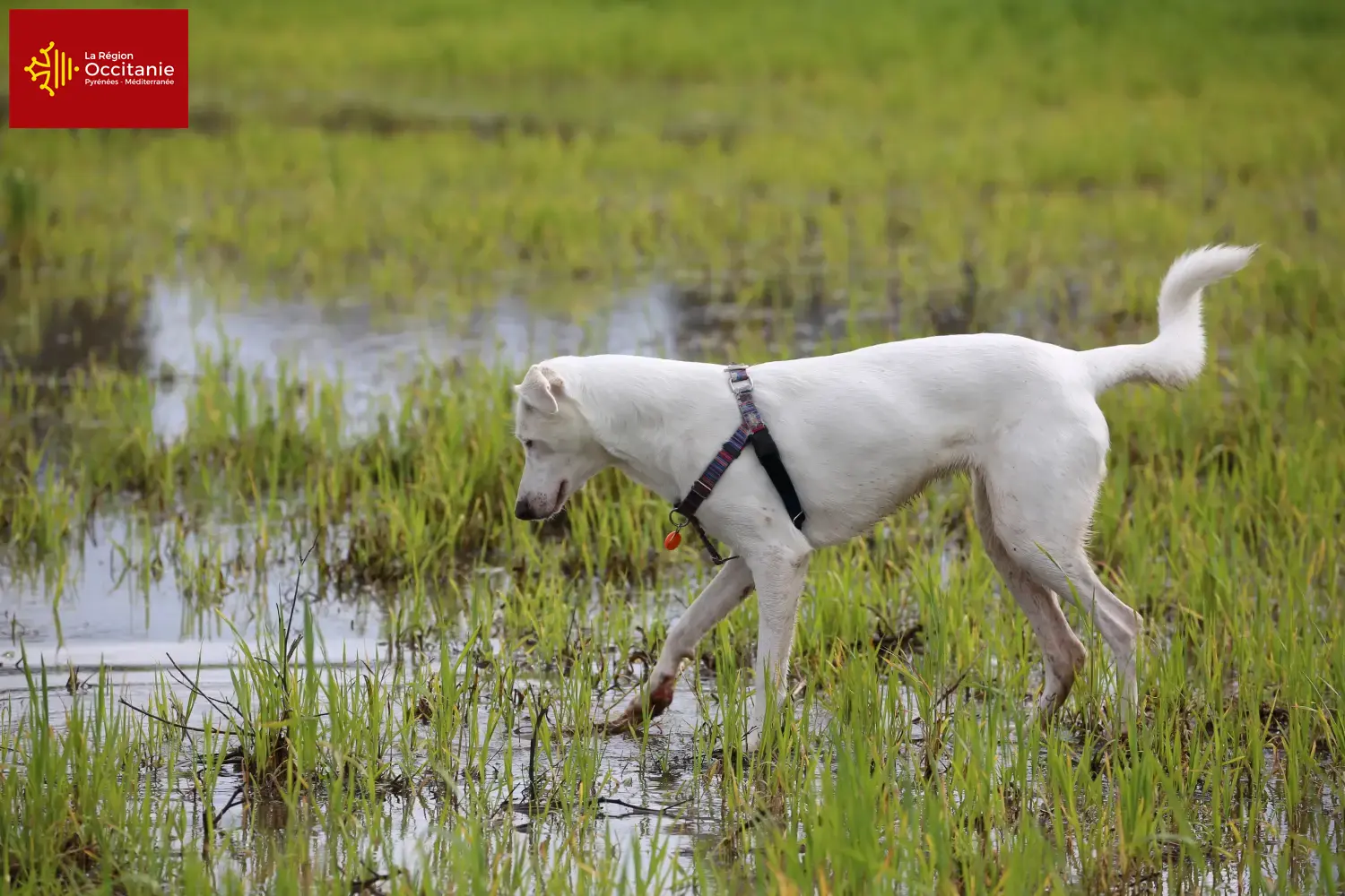 Read more about the article Canaan dog breeders and puppies in Occitania