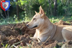 Read more about the article Canaan Dog breeders and puppies in Pays de la Loire