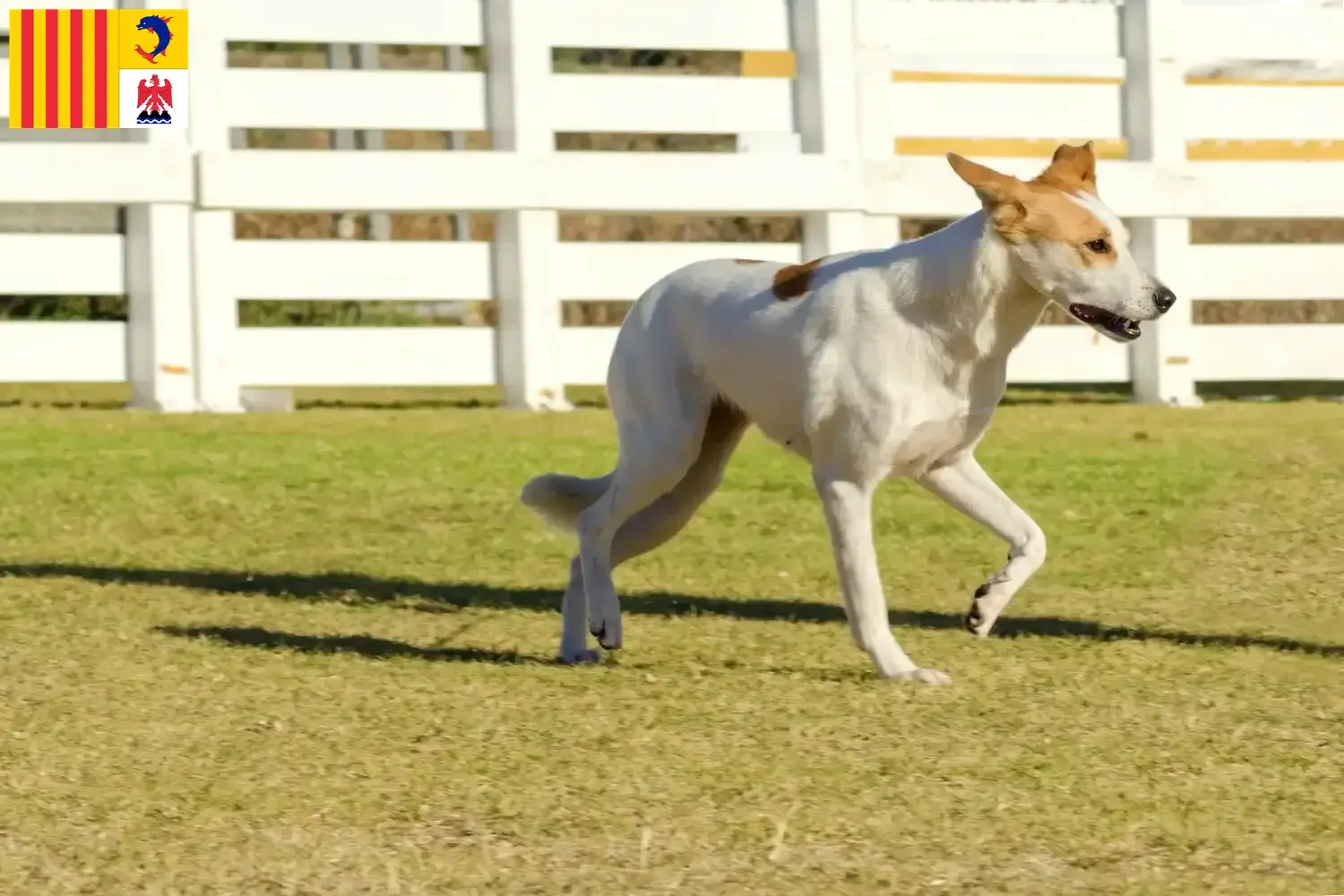 Read more about the article Canaan dog breeders and puppies in Provence-Alpes-Côte d’Azur