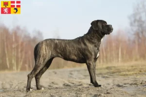 Read more about the article Cane Corso Italiano breeders and puppies in Auvergne-Rhône-Alpes