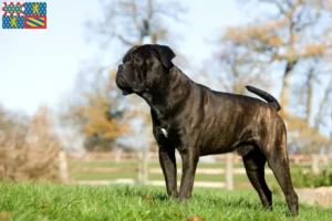 Read more about the article Cane Corso Italiano breeders and puppies in Bourgogne-Franche-Comté